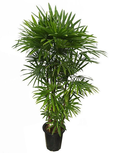 シュロチク 棕櫚竹 観葉植物 Part 1